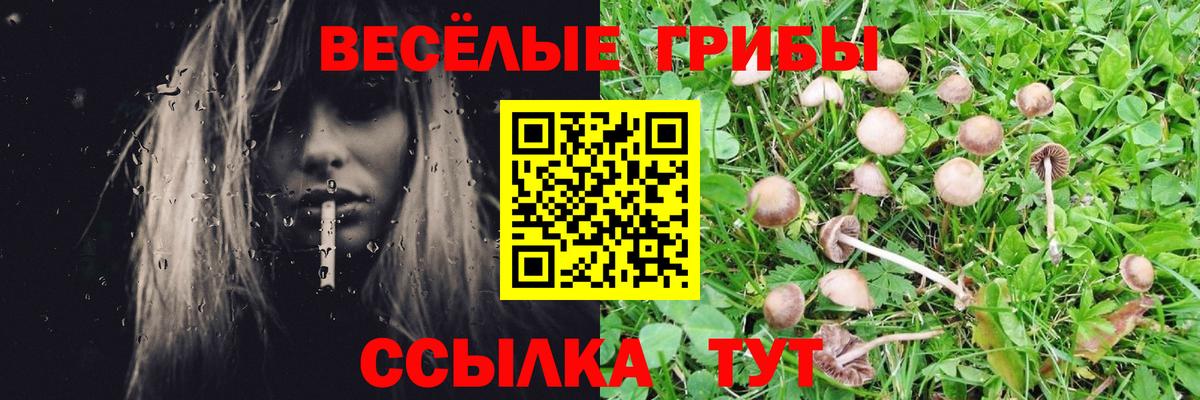 Псилоцибиновые грибы Psilocybe Курск